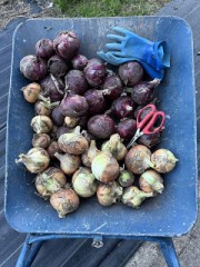 作物のできふでき