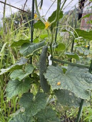 そろそろ秋どりも準備しないと