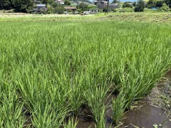 分けつも順調かな