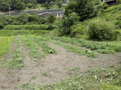 定点観測（畑のようす）