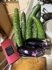 きゅうりは１日で 3cm 伸びるそう