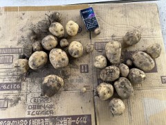 管理畑の初収穫（試し掘り）