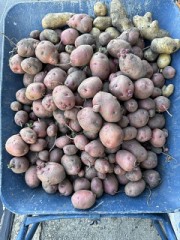 アンデス赤という品種です