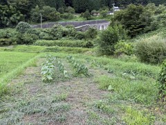 定点観測（約３週間後）