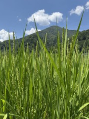 １週間後の稲穂