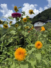 王者サンキング、かな