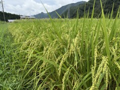 【定点観測】今日の稲穂