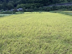 秒読みになってきました