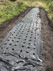 玉ねぎ１列植え付け完了