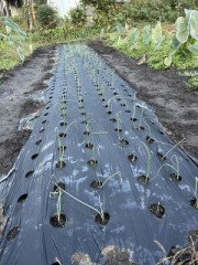 ピンと立つっていいね！