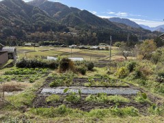 プロが作った種芋はちょっと違うのかな