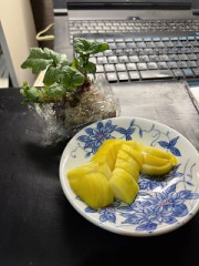 糠漬け、味見してみた