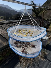 今年も始めました、干し芋