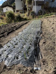 玉ねぎに追肥（第１回目）