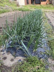 わが家の玉ねぎのようす