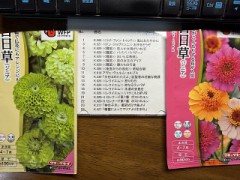 スイートピーが咲きだしました