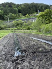 サツマイモ、植え付け完了