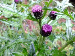 もうアザミの花が膨らんでいました
