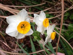 早咲きの水仙の花