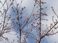 冬桜の花が満開