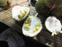 インドネシアは果物の宝庫