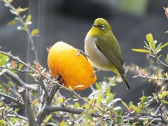 みかんを啄ばむメジロ