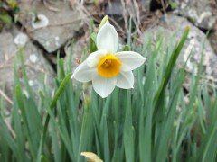暖かくて水仙の花が開花しました。