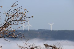 もう桜の花が咲いていました。雲海の勇壮な景色がご覧になれます。