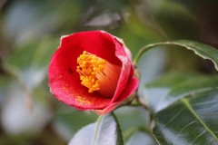 新年おめでとう