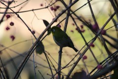 メジロ出現