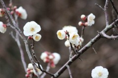 梅の花が開花しました