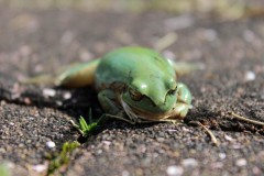 カエルの日向ぼっこ