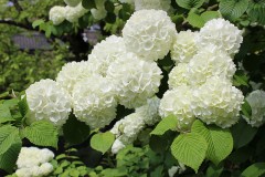 おおでまりの花が満開