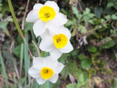もう、水仙の花が咲いていましたよ