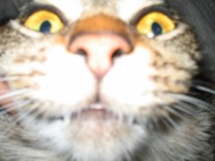 大粒の雨が降ってます。