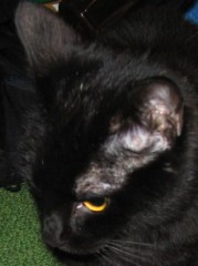 鶯が鳴く・・・。