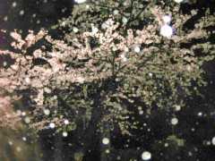 仙台は桜の見ごろです。