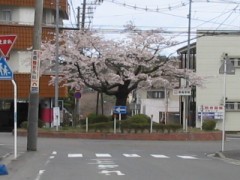 櫻・・・仙台市青葉区桜ケ丘
