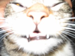 よい日和です。