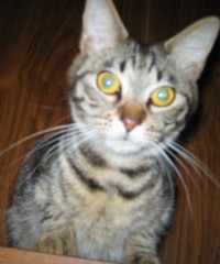 本庄市って・・・。