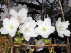 見舞御礼致します。