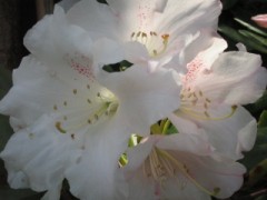 石楠花が咲きました。