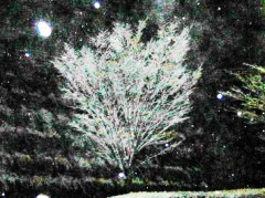 弥生の雪は、なごり雪