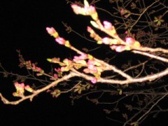 仙台の「櫻」開花宣言