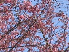 櫻は徐々に開いてきました