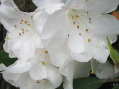 日々独白・・・石楠花の咲くころ。