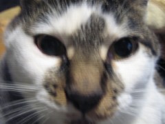 長月の弐( 収穫)