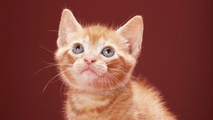 わたしの　たいせつな　あなた