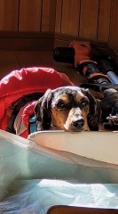 【お題日記】自分が思う一番かわいい動物は？