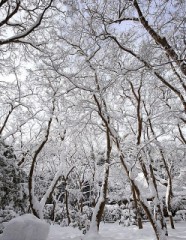 ドカ雪ボンバイエ